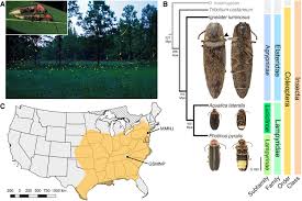 873 x 900 jpeg 91 кб. Firefly Genomes Illuminate Parallel Origins Of Bioluminescence In Beetles Elife