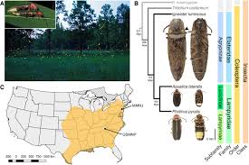 Select a picture on your computer or phone, specify the desired size in kilobytes, megabytes or percentages and then click ok button at the bottom of this page. Firefly Genomes Illuminate Parallel Origins Of Bioluminescence In Beetles Elife