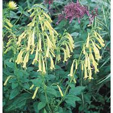 1 Quart In Pot Yellow Trumpet Cape Fuchsia L16657 Lowes Com Best Perennials Sun Plants Plants