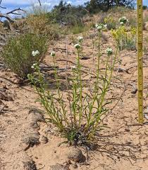 Image result for Oreophyton falcatum