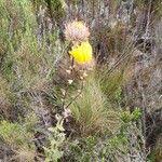 Image result for Berkheya spekeana