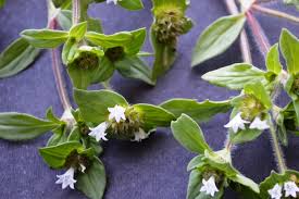 Image result for Richardia brasiliensis