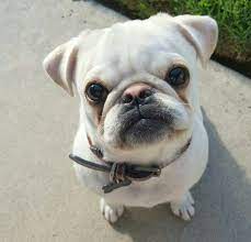 French bulldog pug mix french bulldogs cute puppies dogs and puppies puppy images pugs creatures amazing christmas. Pin On Amazing Cross Bread