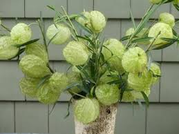 Cheap flower pots & planters, buy quality home & garden directly from china suppliers:hanging succulent vase ball shaped flower glass planter plant growth cultivate terrarium container home decoration enjoy free shipping worldwide! Hairy Balls A Different Kind Of Milkweed