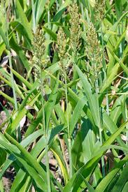 Image result for Coelachyrum