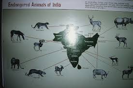 Endangered Animals Of India Poster Endangered Animals India Poster Endangered