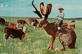 What Is A Jackalope Larry Scheckel A jackalope is a creature that is thought to be a strange jackrabbit and deer or antelope hybrid. what is a jackalope larry scheckel