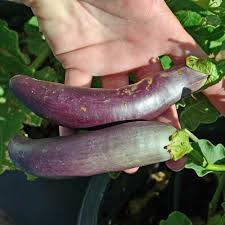 Over 100,000 italian translations of english words and phrases. Long Purple Italian Eggplant Seeds Terroir Seeds