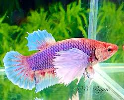 Pin On Betta Female
