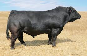 Black And White Cow Breeds Australia Pin By Mr Horseman On Black Gold Cattle Breeds Cow