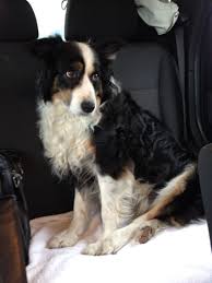 Belle The Traveler Best Dog Breeds Best Dogs Love Pet