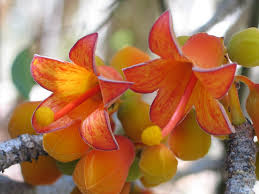 Image result for Hildegardia