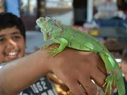 Check spelling or type a new query. Petting Zoo Rental Dubai Home Petting Animal Party Hire Uae