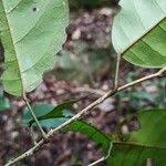 Image result for Baphiopsis