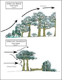 Pic Only Backyard Landscaping Designs Trees To Plant Landscape Design