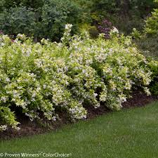 Image result for Deutzia