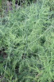 Image result for Asparagus pendulus