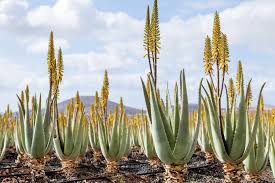 Image result for Aloe