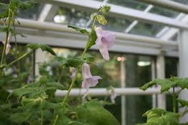 Image result for Ceratotheca triloba