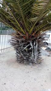 Genus ini memiliki dua spesies anggota. Poda Palmeras Coquimbo La Serena Perniagaan Tempatan Facebook 112 Foto