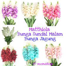 Alasan bunga sedap malam dibilang mistis furi harun kesukaan. Matthiola Spray Manzola Bunga Sundal Malam Bunga Jagung Artificial Flower Bunga Pelamin Wedding Decoration Lazada