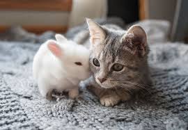 Love By Melanie Defazio Cute Baby Bunnies Pet Rabbit Cute Cat Gif
