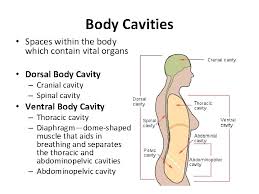 Body cavities form during development, as solid masses of tissue fold inward on themselves, creating. Body Planes Directions And Cavities Body Planes Imaginary