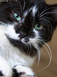 She said the next challenge was alpha mode, but when i continued playing all . Steam Workshoptoothless Alpha Mode