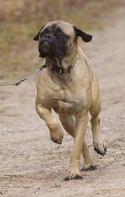 Adopt Georgie On Petfinder Bull Mastiff Mastiff Rescue Dogs