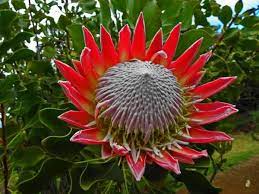 Maui King Protea I By Elizabeth Hoskinson Protea Flower King Protea Protea