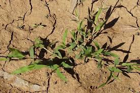 Image result for Urochloa reptans