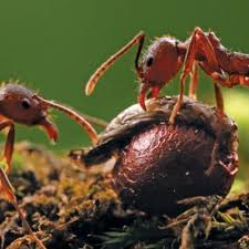 When i cut flowers (typically daylilies) from my garden and bring them inside, i often find i am treated to a barrage of flies over the next few days. Ants Aren T Your Enemy Finegardening