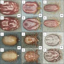 The main distinguishing feature between the two types of ticks is a kind of hard plate on the back known as a doral shield or scutum. Morphological Identification Of Ticks And Molecular Detection Of Tick Borne Pathogens From Bare Nosed Wombats Vombatus Ursinus Parasites Vectors Full Text