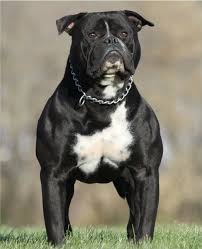 Black And White American Bulldog Pitbull Mix Black American Bulldog American Bulldog American Bulldog Scott Bulldog