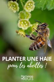 10 Arbustes Pour Une Haie Mellifere Pour Nourrir Les Abeilles Arbuste Haie Haies De Jardin
