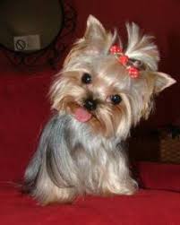 Teacup yorkie is a tiny version of yorkshire terrier who was seen in the 19th century in england for the a teacup yorkie is way smaller than a yorkshire terrier. The Truth About Teacup Yorkies Everything You Need To Know About Teacup Mini Micro And Toy Yorkshire Terriers Yorkie Life