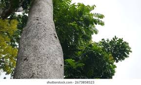 Image result for Khaya