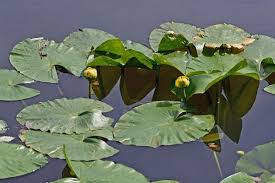 Image result for Nymphaeaceae