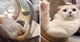 This Company Creates Spaceship Inspired Cat Beds And It Costs 97 Bored Panda With the fuzzy bubble cat bed your quirky ninja cat can hide from the outside world in a cozy little wool ball of fuzziness.