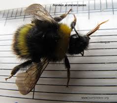 Image result for Bombus pomorum