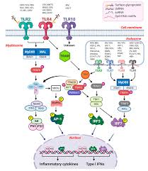 Viruses Free Full Text Innate Immune Sensing Of Viruses And Its Consequences For The Central Nervous System Html Medical and health care providers should exercise their own independent clinical judgment. innate immune sensing of viruses
