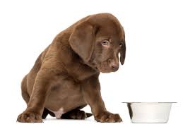 Check spelling or type a new query. Pin On Dogs