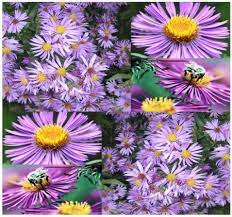 Amazon Com 300 Aster New England Flower Seeds Perennial Sun Partial Shade Zone 3 9 Patio Lawn Gard Flower Seeds Fall Blooming Flowers Aster Flower