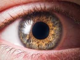 Auge Anatomie Funktion Beschwerden Krank De