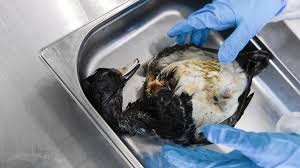 In nordfriesland sind etwa 1000 tote wildvögel gefunden worden. Vogelgrippe Wie Sich Der Norden Vor Der Geflugelpest Schutzt Welt