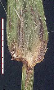 Image result for Brachyachne simonsii