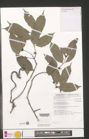 Image result for Cylindropsis