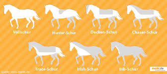 In deutschland werden diese doppelstandards weitgehend verschwiegen. Alles Rund Ums Scheren Der Winter Kommt Das Fell Wachst Pferdesport Profi De Reitsport Pferdesport Fahrsport Und Springsport Cavalettis Und Reitsport Zubehor Vom Profi
