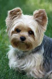 Pin On Super Cute Animals Yorkies have great spirit and i believe that this image shows that clearly. pin on super cute animals