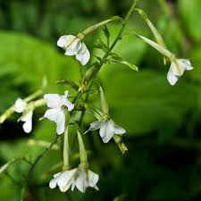 Image result for Nicotiana